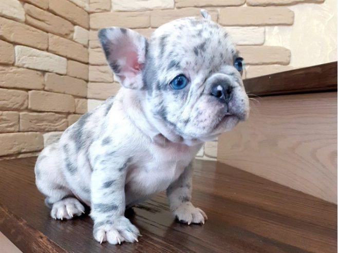 Chiots Bouledogue Français à Vendre: Bix