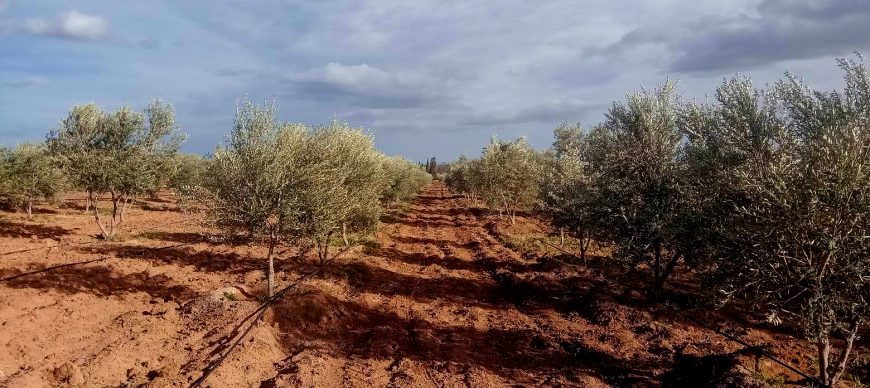 TERRAIN AGRICOLE INVESTISSEMENT 10 HECTAR