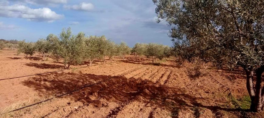 TERRAIN AGRICOLE INVESTISSEMENT 10 HECTAR